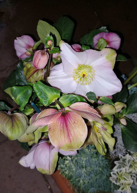  - Helleborus - Spanz