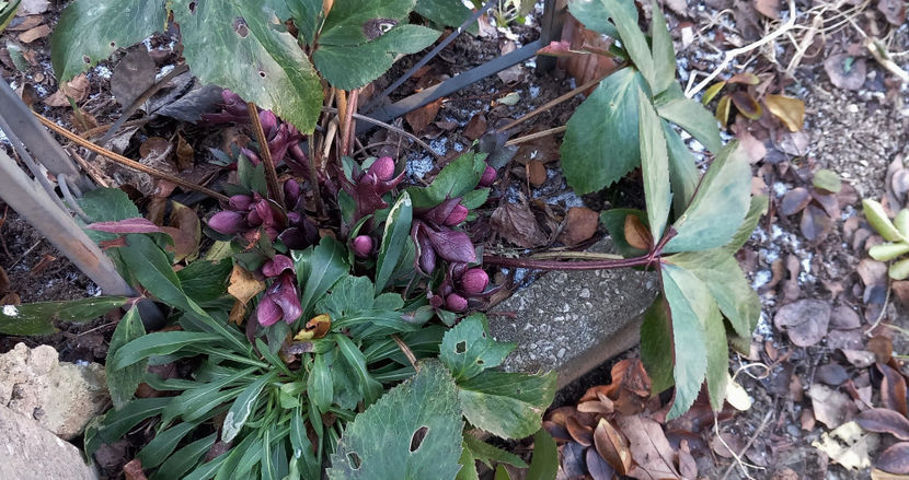  - Helleborus - Spanz