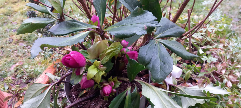  - Helleborus - Spanz