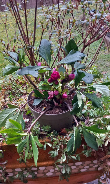  - Helleborus - Spanz