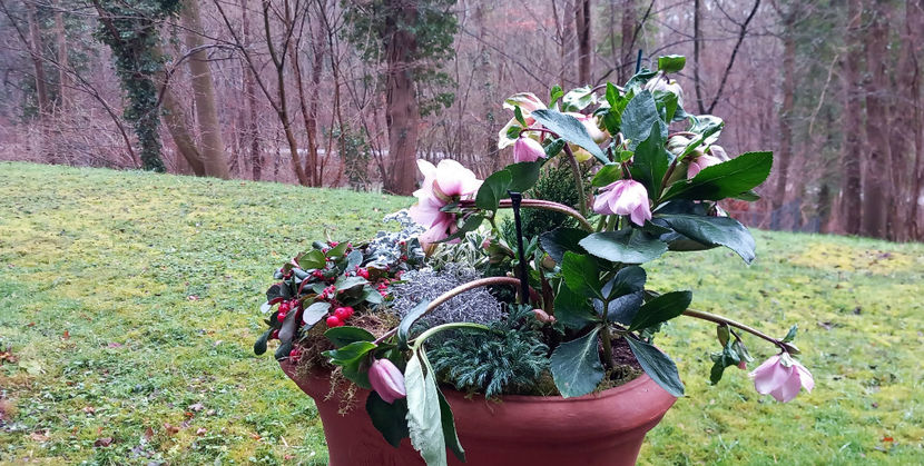 -9°C - Helleborus - Spanz