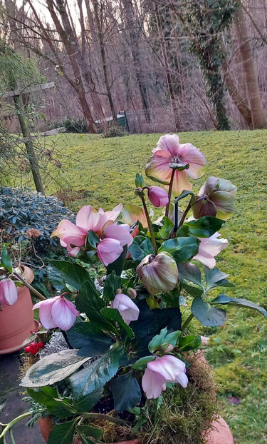  - Helleborus - Spanz