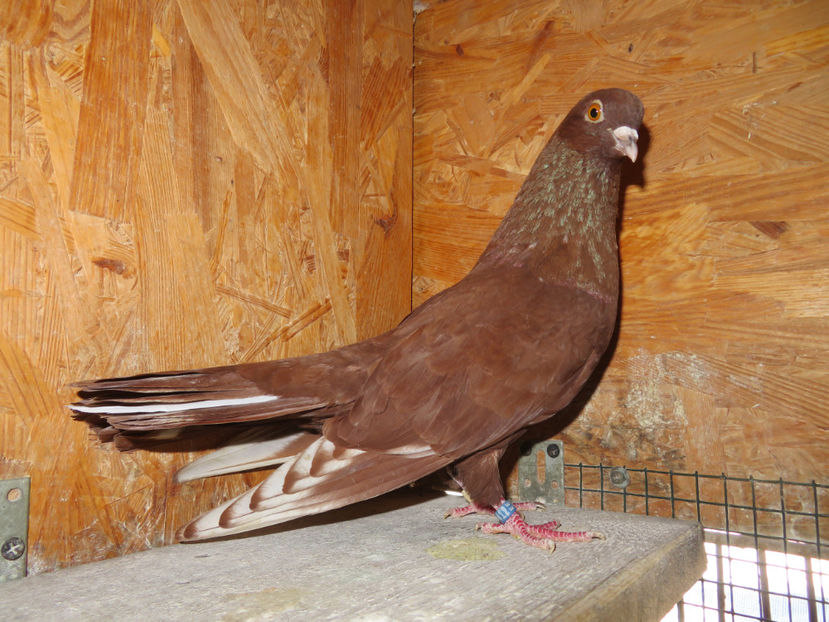 23 ianuarie 25 - Zburator Roșu de Târgoviște - porumbei matcă