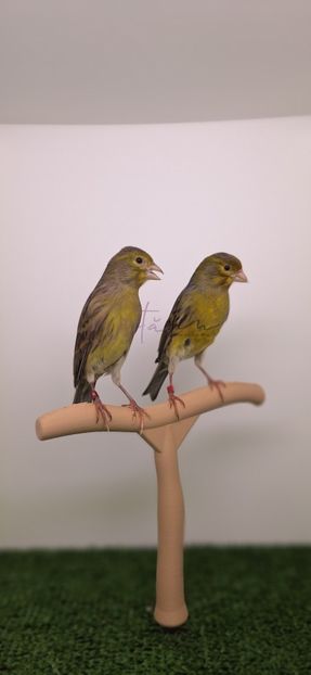  - 2025 Canari salbatici