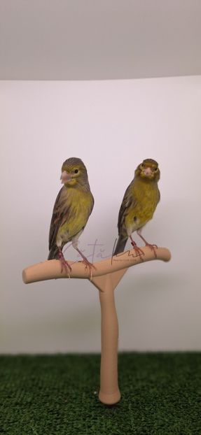  - 2025 Canari salbatici