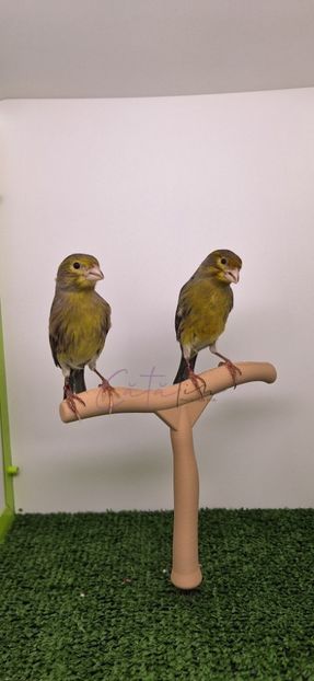  - 2025 Canari salbatici