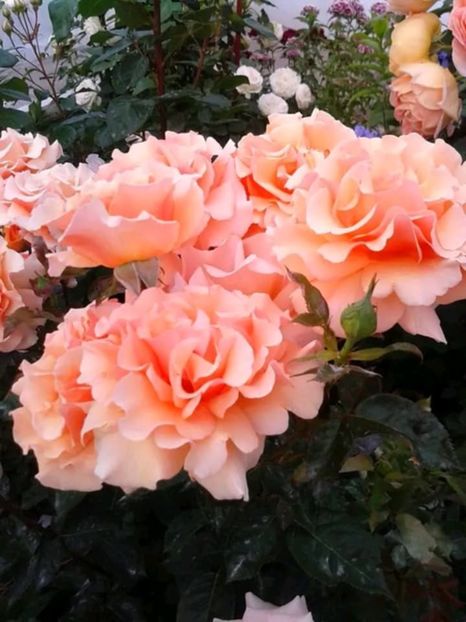 Messenger_creation_6FDE597F-E486-43CA-9478-1A24B9CDA3FB - Paco Rabanne