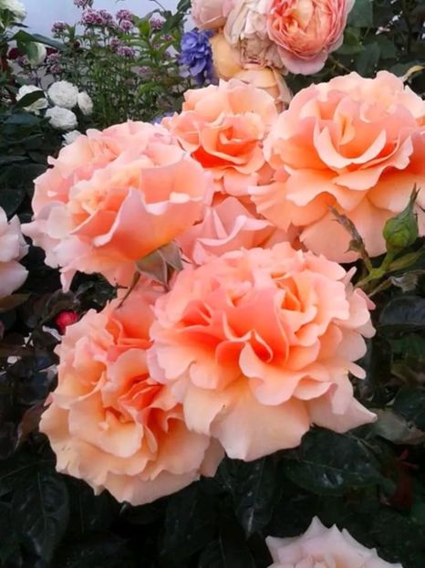 Messenger_creation_BEF0DFD9-6D11-4A00-8C87-A432A8836DF0 - Paco Rabanne