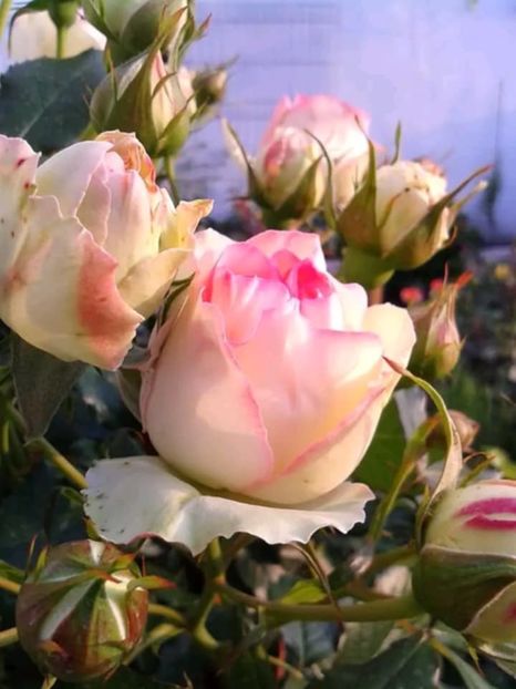 Messenger_creation_D227F13E-9ECF-49A9-B0AD-74BD066E5A32 - 06 Eden Rose