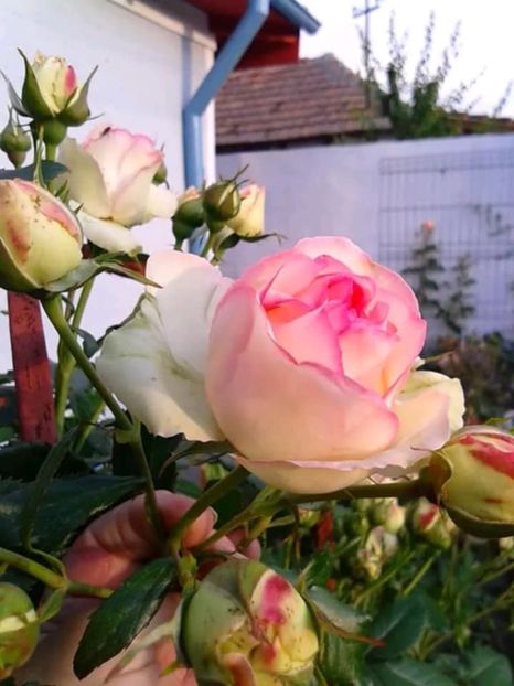 Messenger_creation_711053B6-F34C-4D91-B8CF-8F3463601F52 - 06 Eden Rose