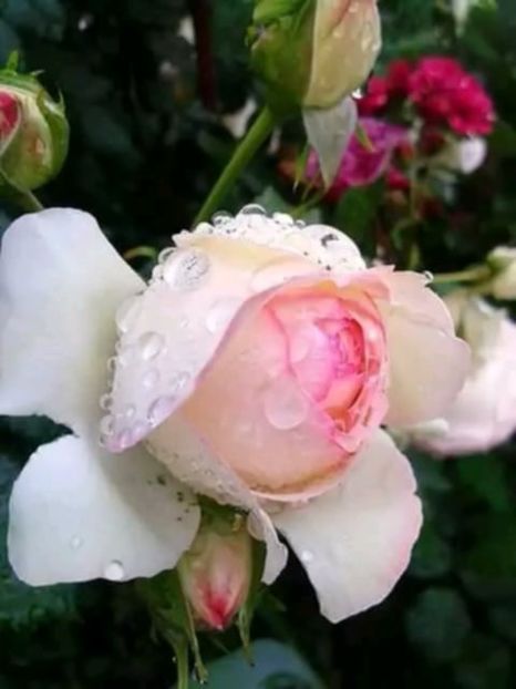 Messenger_creation_FF5B0B15-8BE0-4D4B-BB91-AC7C2A9B5BF1 - 06 Eden Rose