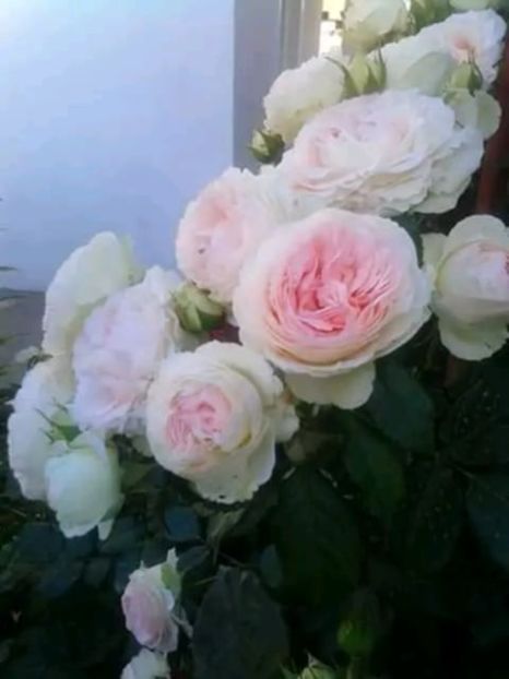 Messenger_creation_1440C211-2E99-4C1F-B249-86BDDA57F14D - 06 Eden Rose