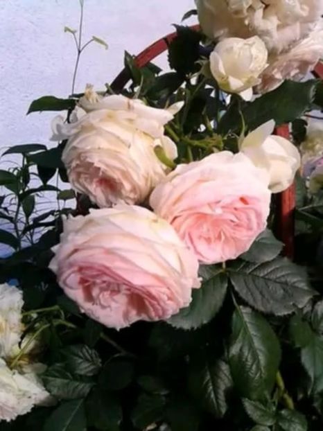 Messenger_creation_C51D7BA5-57FF-42FD-ACDA-7523654D7464 - 06 Eden Rose