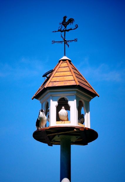  - Voliera de la țară!