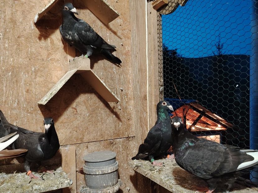  - Voliera de la țară!