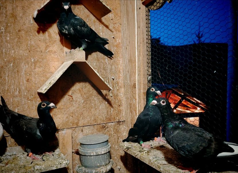  - Voliera de la țară!