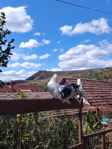  - Voliera de la țară!