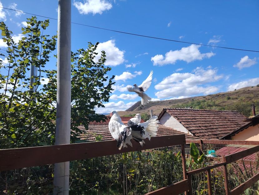  - Voliera de la țară!