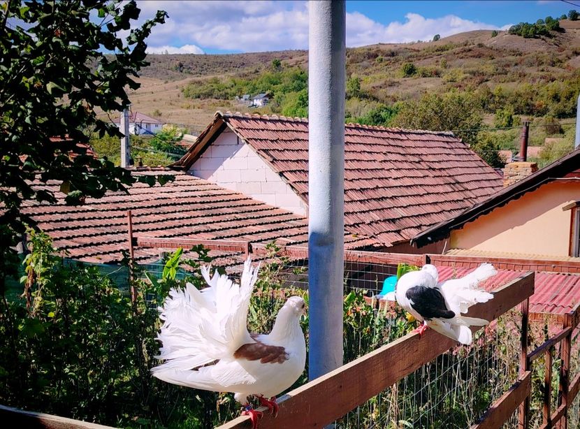  - Voliera de la țară!