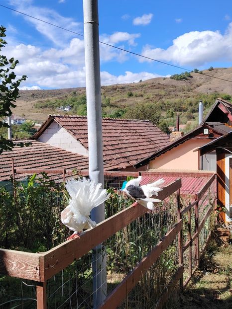  - Voliera de la țară!