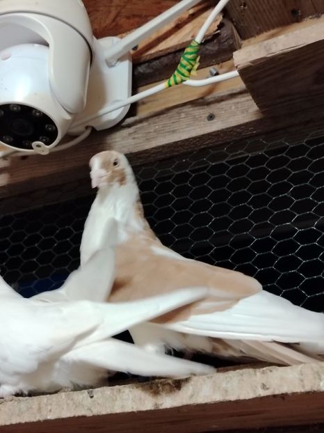  - Voliera de la țară!