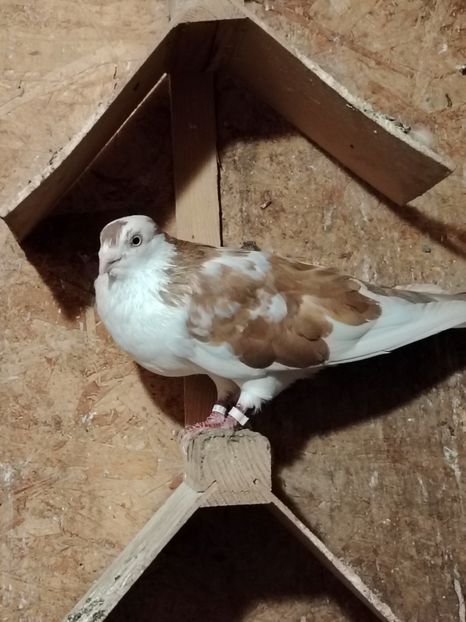  - Voliera de la țară!