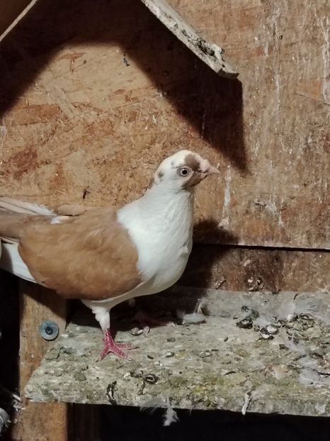  - Voliera de la țară!