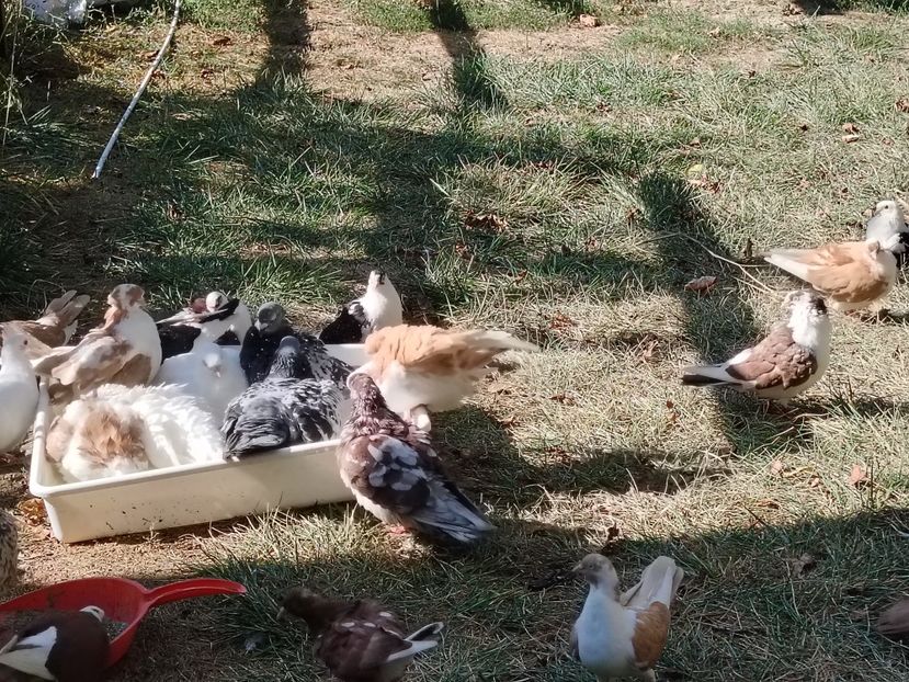  - Voliera de la țară!