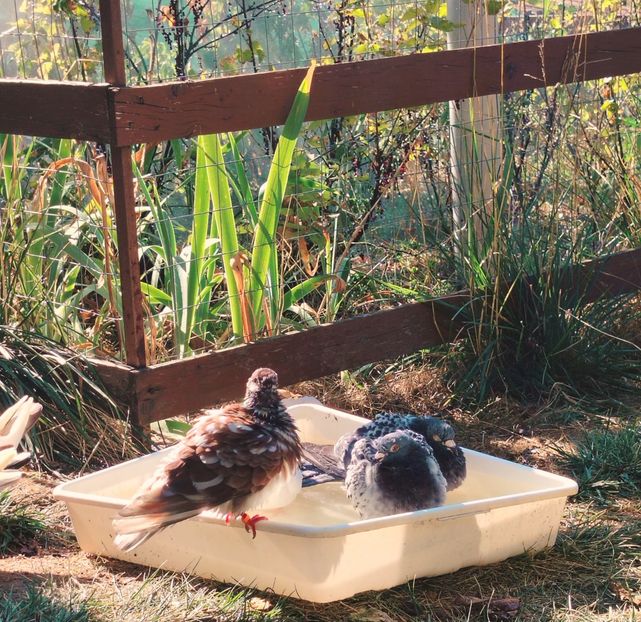  - Voliera de la țară!