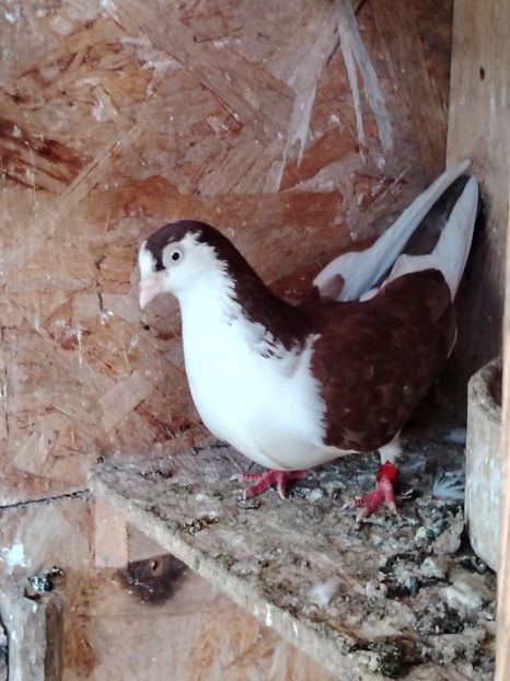  - Voliera de la țară!