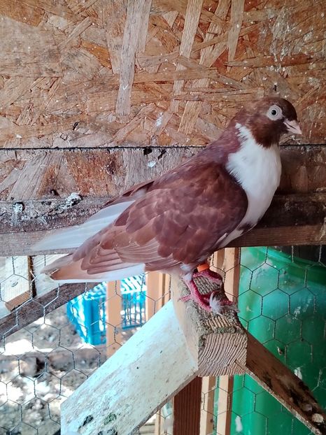  - Voliera de la țară!