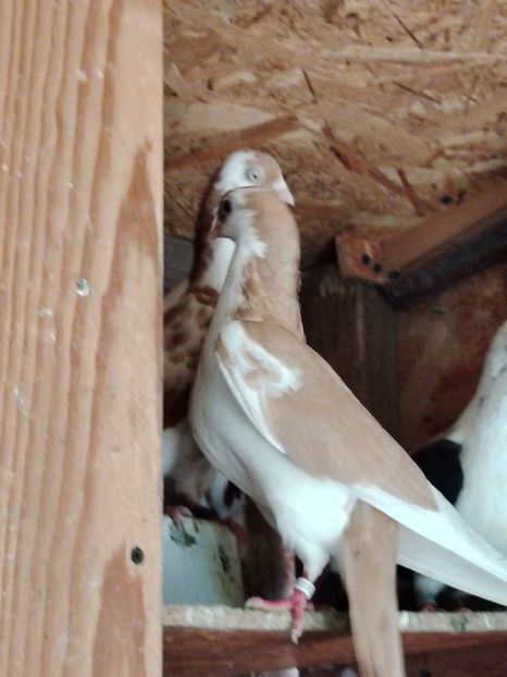  - Voliera de la țară!