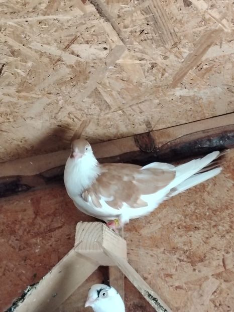  - Voliera de la țară!