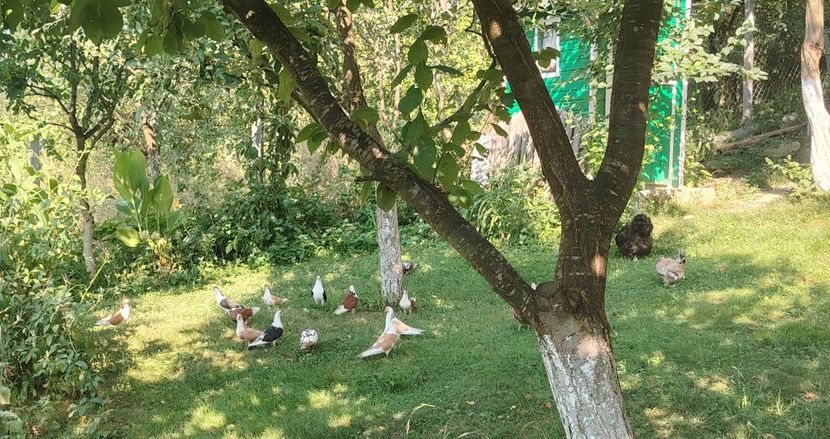  - Voliera de la țară!