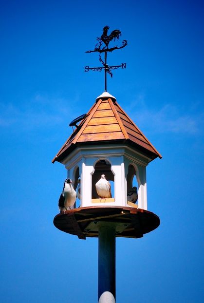  - Voliera de la țară!