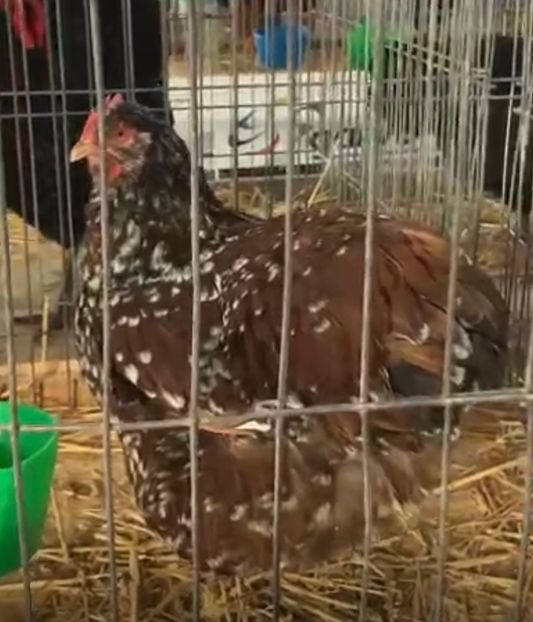 5523F0B7-39DB-4DC7-B409-57E632030C4F - Orpingto