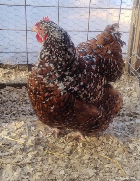 88BD951E-AB81-4609-8FAE-EF47E9985A43 - Orpingto