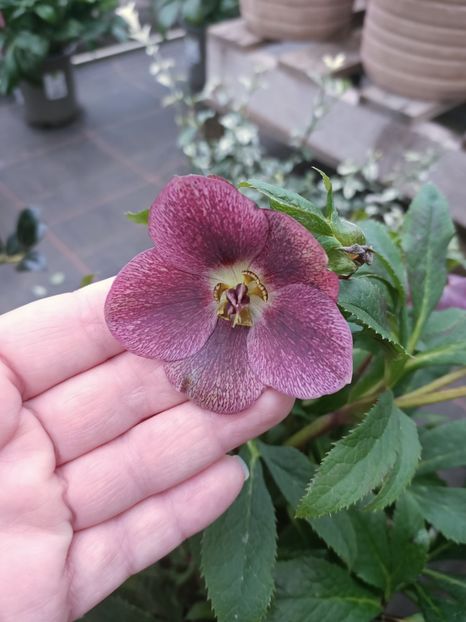 IMG20250115105942 - Magazinul 5