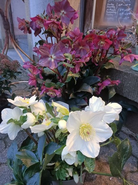 IMG20250120165532 - Magazinul 5