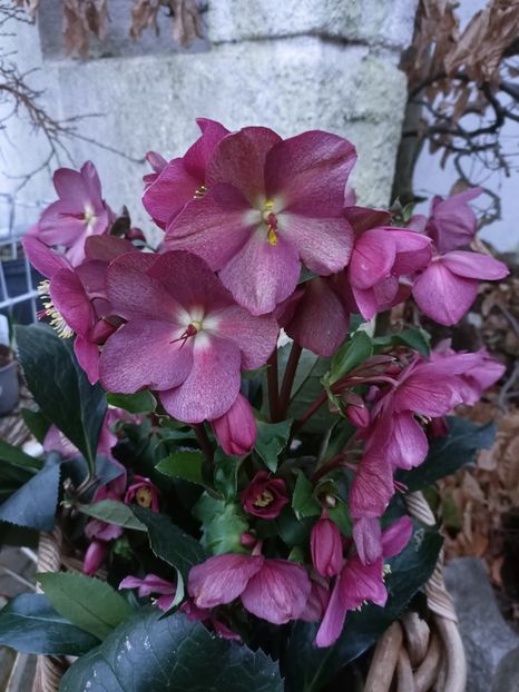 IMG20250120165509 - Magazinul 5