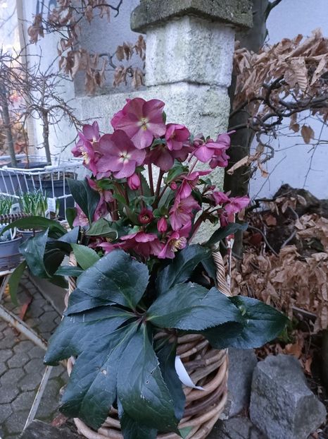 IMG20250120165506 - Magazinul 5