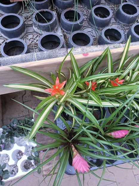 IMG20250115110356 - Magazinul 5