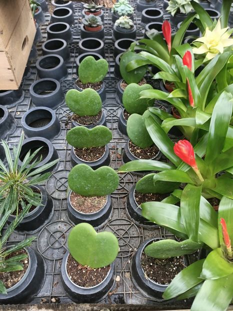 IMG20250115111649 - Magazinul 5