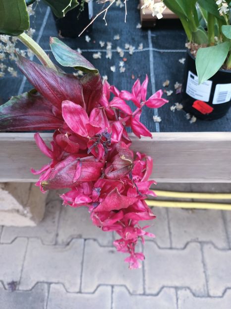 IMG20250115111726 - Magazinul 5