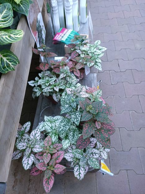 IMG20250115111849 - Magazinul 5