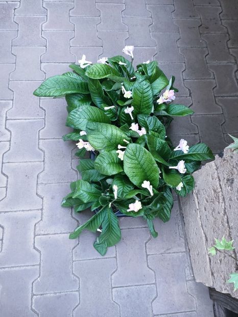 IMG20250115111858 - Magazinul 5