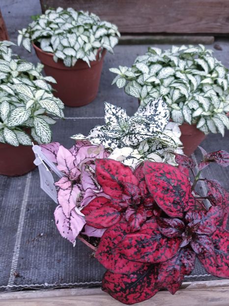 IMG20250115111920 - Magazinul 5