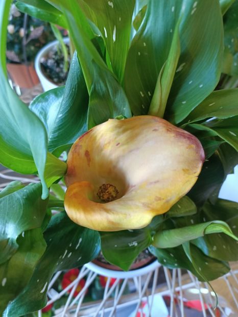 IMG20250118140812 - Magazinul 5