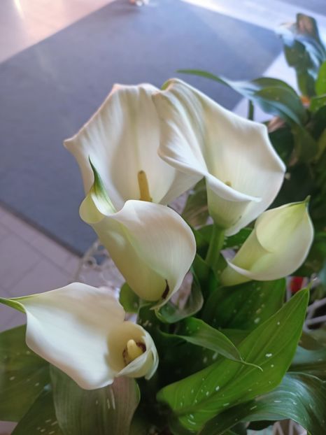 IMG20250118140819 - Magazinul 5