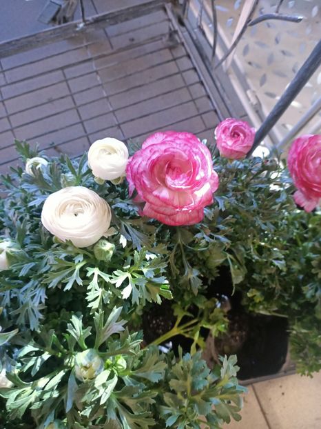 IMG20250118140828 - Magazinul 5